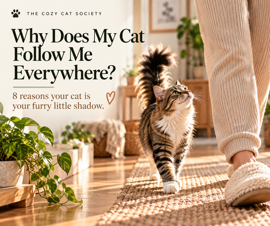 Why Does My Cat Follow Me Everywhere? 8 Reasons